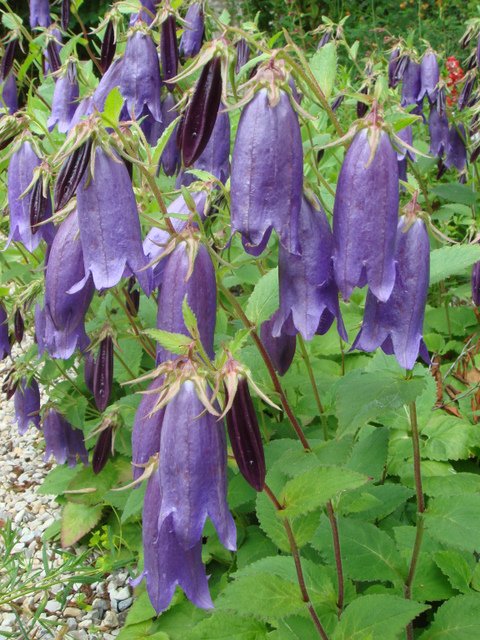 Campanula x 'Sarastro'
